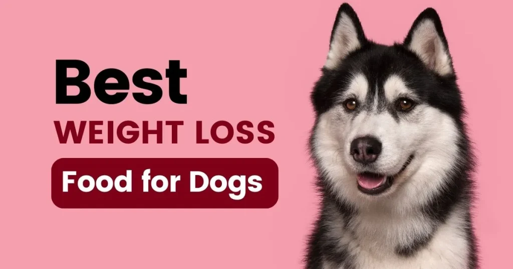 Best Dog Food for Weight Loss