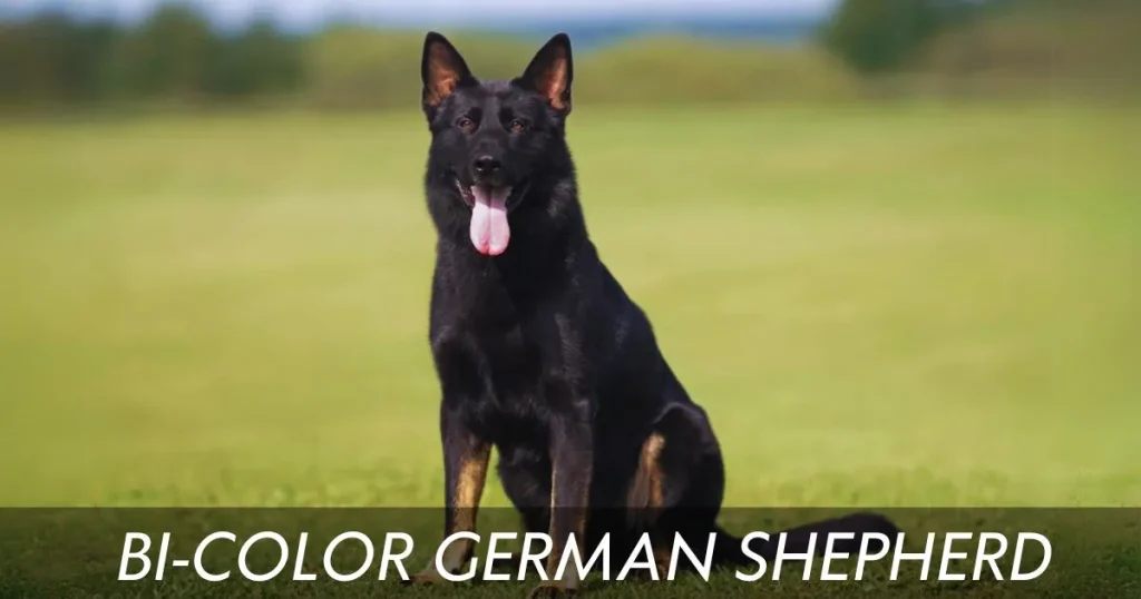 Bi-Color German Shepherd