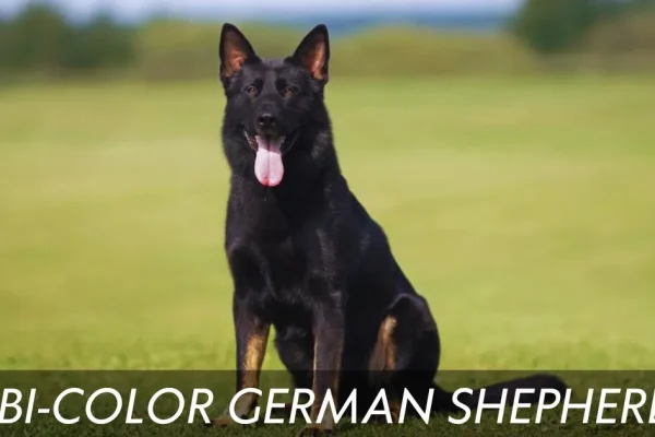 Bi-Color German Shepherd