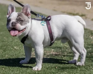 Pied French Bulldog Exercise Requirements