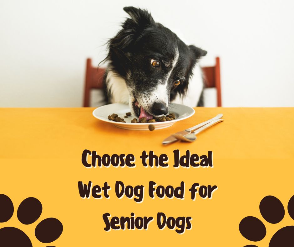 Choose ideal wet dog food for senior dogs