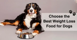 Choose the Weight Loss Food for Dogs