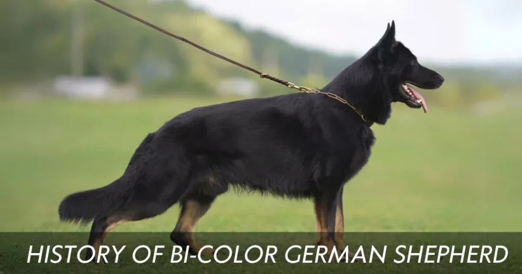 Bicolor german shepherd