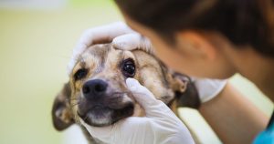 Prevent Tips Canine Eye Infection