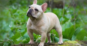 Potty Train French Bulldog