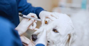 How to Treat Canine Eye Allergies