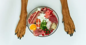 homemade dog food recipes