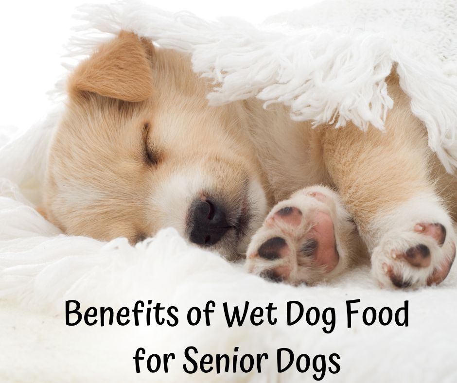Benefits of wet dog food
