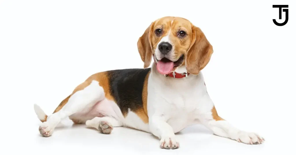 Aggressive Beagle Dog