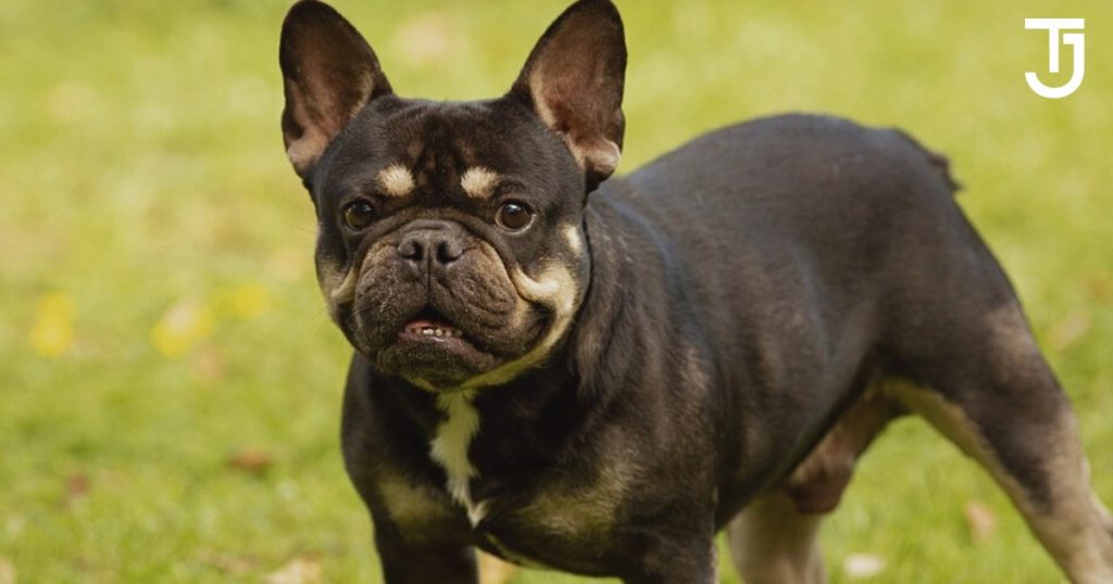 Black and Tan French Bulldogs