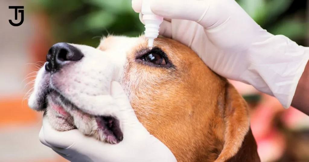 Eye allergies and infection in Dogs