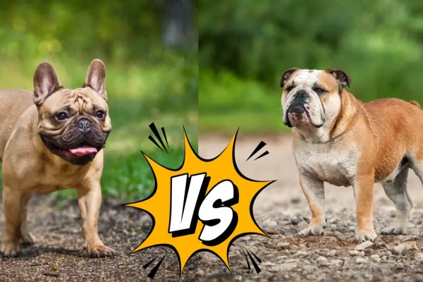 French Bulldog vs English Bulldog