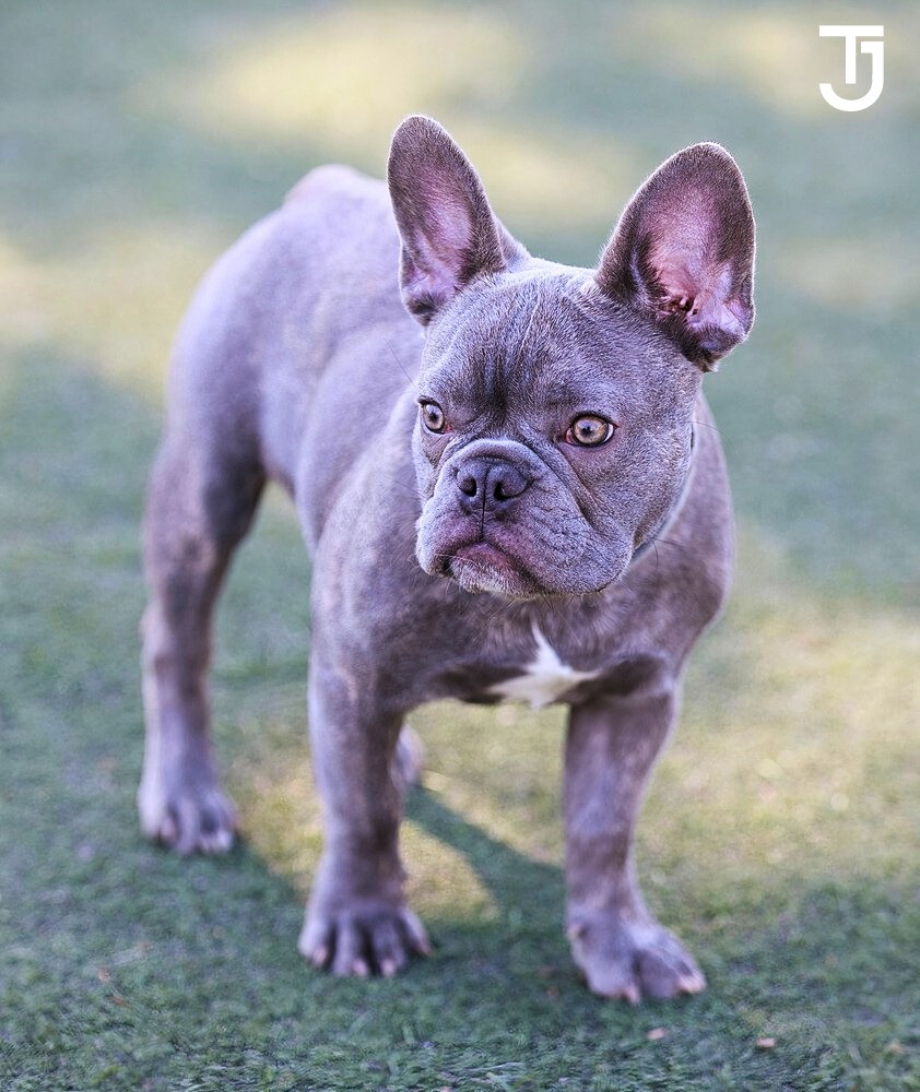 Lilac French Bulldogs