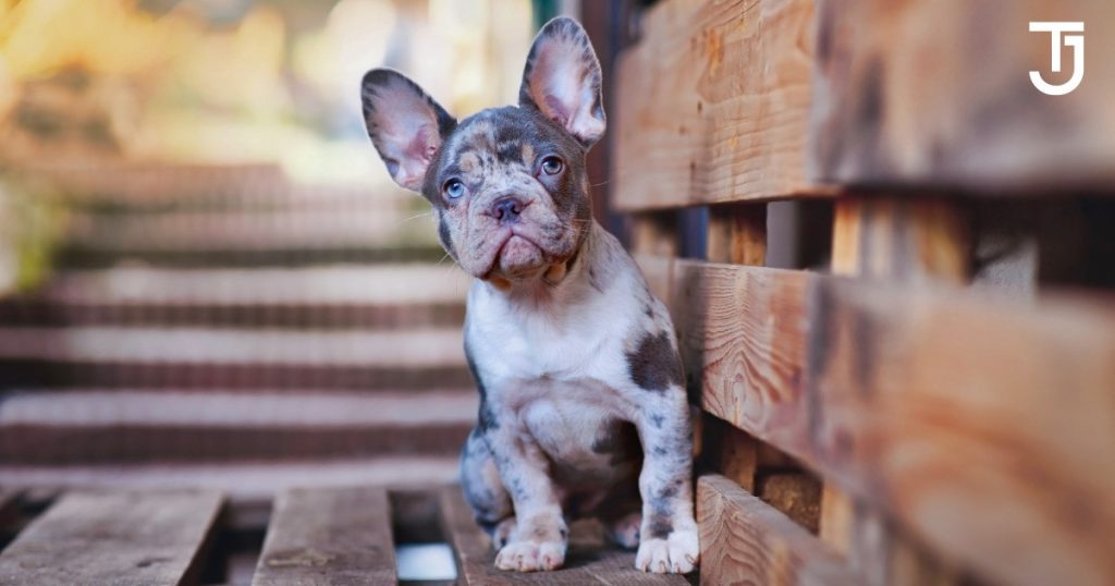 Most Expensive Merle French Bulldogs