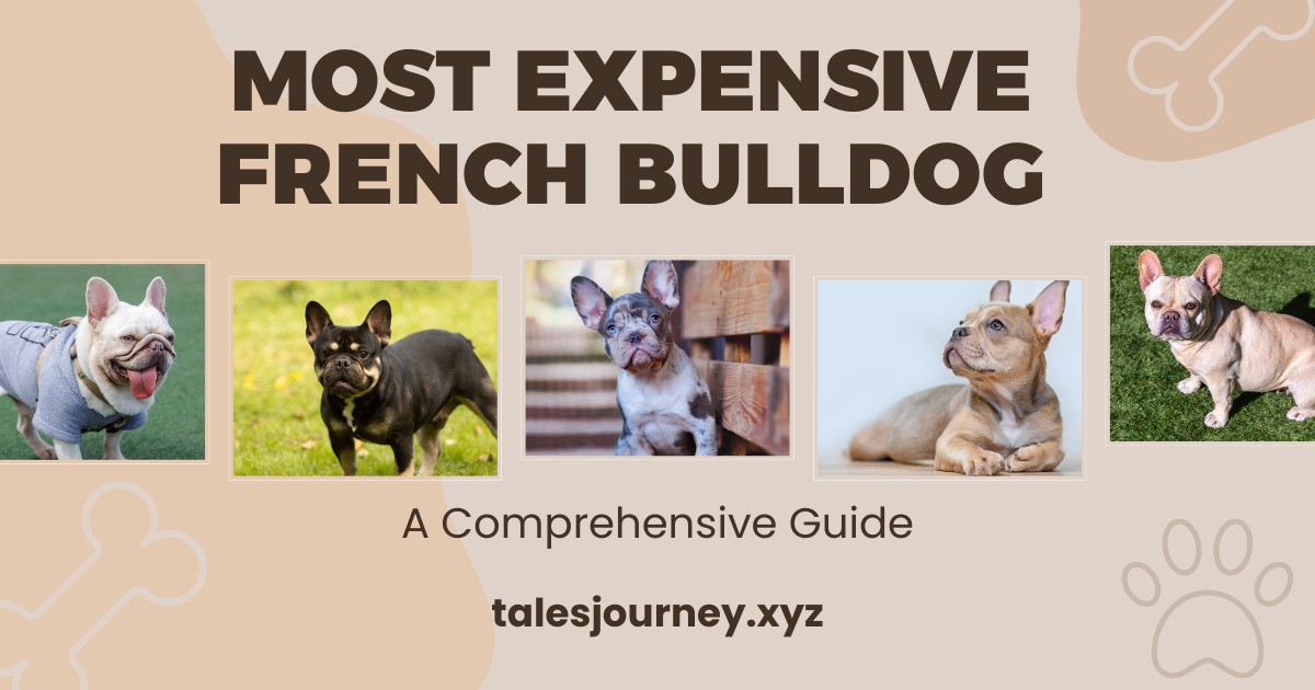 Most Expensive French bulldogs