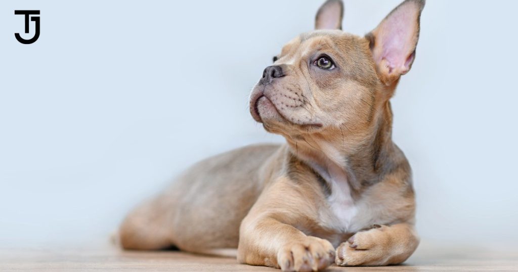 Most Expensive Sable French Bulldogs