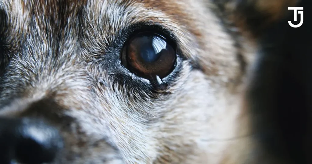 Eye Allergies in Dogs