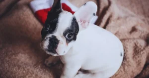 Teacup French Bulldog